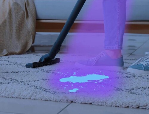 Solutions for Removing Dog Urine Stains from Carpets