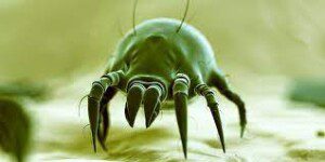carpet cleaning to kill dust mites