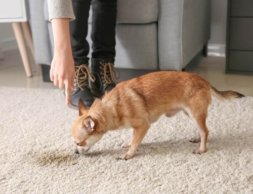 How often should you steam clean your carpet with pets?